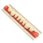 Dental Materials Multi Layer Synthetic Dental Resin Dentures Teeth FDA