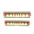 Dental Materials Multi Layer Synthetic Dental Resin Dentures Teeth FDA